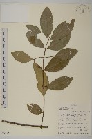 巧茶藏品圖，第1張
