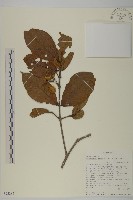 登錄號:S095885藏品圖，第1張