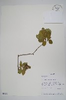 登錄號:S095889藏品圖，第1張