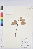 登錄號:S095892藏品圖，第1張