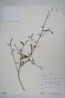 登錄號:S095896藏品圖，第1張