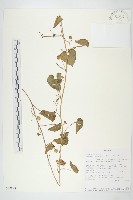 白花牽牛藏品圖，第1張