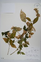登錄號:S095910藏品圖，第1張