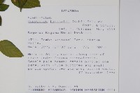登錄號:S095910藏品圖，第2張