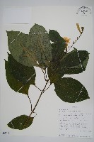 登錄號:S095912藏品圖，第1張