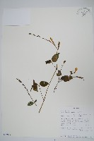 赤道櫻草藏品圖，第1張