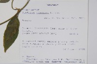 登錄號:S095915藏品圖，第2張