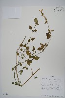 三花槍刀菜藏品圖，第1張