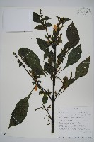 登錄號:S095917藏品圖，第1張