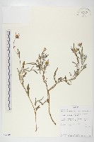 登錄號:S095919藏品圖，第1張