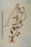 登錄號:S095925藏品圖，第1張