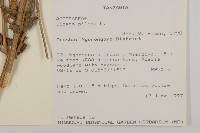 白花鬼針藏品圖，第2張