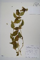 登錄號:S095936藏品圖，第1張