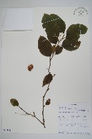 登錄號:S095942藏品圖，第1張