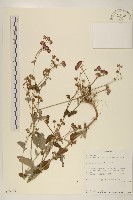 登錄號:S095944藏品圖，第1張