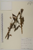 昭和草藏品圖，第1張