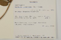 沼生金鈕扣藏品圖，第2張