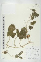登錄號:S095953藏品圖，第1張