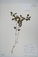 登錄號:S095965藏品圖，第1張
