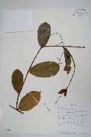 登錄號:S095967藏品圖，第1張