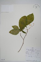 登錄號:S095969藏品圖，第1張