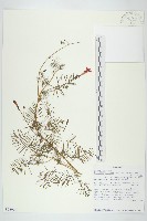 館號:S095970藏品圖，第1張