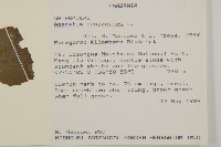 霍香薊藏品圖，第2張