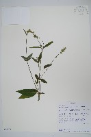 赤道櫻草藏品圖，第1張