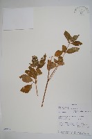 登錄號:S095991藏品圖，第1張
