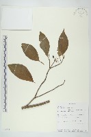 登錄號:S095993藏品圖，第1張