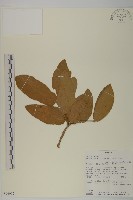 登錄號:S096002藏品圖，第1張