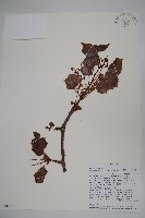 登錄號:S096003藏品圖，第1張