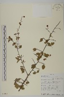 登錄號:S096022藏品圖，第1張