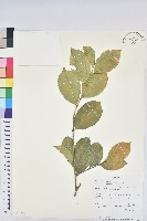 登錄號:S096030藏品圖，第1張