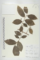 登錄號:S096032藏品圖，第1張
