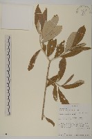 登錄號:S096038藏品圖，第1張
