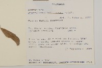 登錄號:S096038藏品圖，第2張