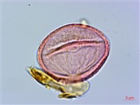 登錄號:S096039藏品圖，第1張