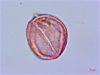 登錄號:S096039藏品圖，第2張