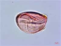 登錄號:S096039藏品圖，第3張