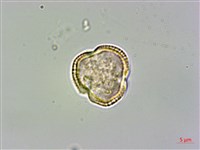 登錄號:S096041藏品圖，第1張