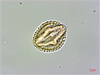 登錄號:S096041藏品圖，第2張