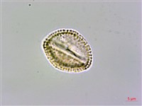 登錄號:S096041藏品圖，第3張