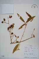 登錄號:S096044藏品圖，第1張