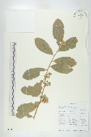 登錄號:S096048藏品圖，第1張