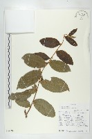 登錄號:S096049藏品圖，第1張