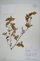 登錄號:S096053藏品圖，第1張