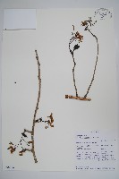 登錄號:S096054藏品圖，第1張