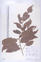 登錄號:S096056藏品圖，第1張
