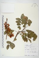 登錄號:S096061藏品圖，第1張